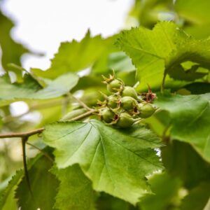 CRATAEGUS AZAROLUS, L, BIANCOSPINO LAZZEROLO, AZAROLE, ROSACEAE, MEDITERRANEO CENTRALE