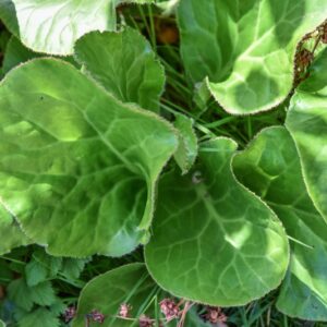BERGENIA CRASSIFOLIA, SIBERIAN TEA, SAXIFRAGACEAE, SIBERIA
