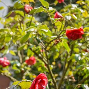 CAMELIA JAPONICA,CAMELIA GIAPPONESE, JAPANESE CAMELLIA, THEACEAE, GIAPPONE