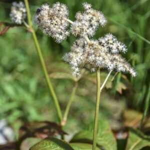 RODGERSIA AESCULIFOLIA, CHESTNUT-LEAVED RODGERSIA, CHINA, SAXIFRAGACEAE - 4502