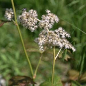 RODGERSIA AESCULIFOLIA, CHESTNUT-LEAVED RODGERSIA, CHINA, SAXIFRAGACEAE - 4503