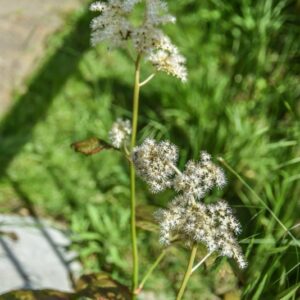 RODGERSIA AESCULIFOLIA, CHESTNUT-LEAVED RODGERSIA, CHINA, SAXIFRAGACEAE - 4504
