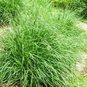 STIPA TENUISSIMA, ERBA DELLE FATE, GRAMINACEAE, COSMOPOLITA - POACEAE - 4507