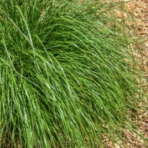 STIPA TENUISSIMA, ERBA DELLE FATE, GRAMINACEAE, COSMOPOLITA - POACEAE - 4506