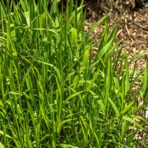 CHASMANTHIUM LATIFOLIUM, YATES, AVENA SELVATICA AMERICANA, POACEAE, NORD AMERICA