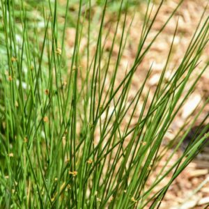 DESCHAMPSIA CAESPITOSA, L, MIGLIARINO MAGGIORE, POACEAE, COSMOPOLITA