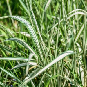 PENNSETUM ORIENTALE , PENNISETO ORIENTALE, POACEAE, SUD OVEST ASIA, NORD OVEST INDIA - 4513