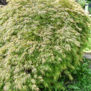 ACER PALMATUM, DISSECTUM, ACERO PALMATO, JAPANESE MAPLE, ACERACEAE, COREA GIAPPONE, CHINA, TAIWAN