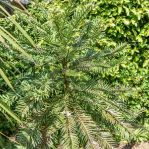 WOLLEMIA NOBILIS, WOLLEMI PINE, ARAUCARIACEAE, AUSTRALIA, NUOVO GALLES DEL SUD