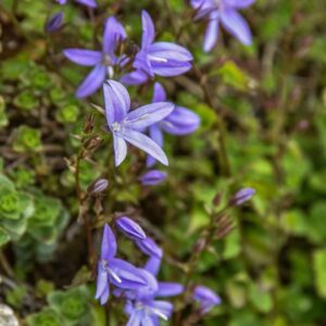 CAMPANULA PYRAMIDIS, L, CAMPANULA ADRIATICA, CHIMNEY BELLFLOWE, CAMPANULACEAE, EUROPA SUD ORIENTALE