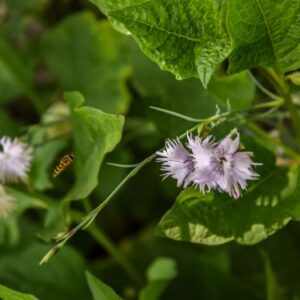 DIANTHUS CARTHUSIANORUM, L, GAROFANO DEI CERTOSINI, CARYOPHYLLACEAE