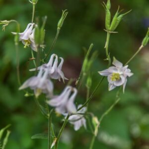 AQUILEGIA VULGARIS, L, AQUILEGIA COMUNE, RANUNCOLACEAE