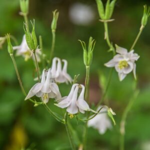 AQUILEGIA VULGARIS, L, AQUILEGIA COMUNE, RANUNCOLACEAE