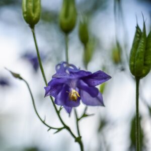 AQUILEGIA VULGARIS, L, AQUILEGIA COMUNE, RANUNCOLACEAE