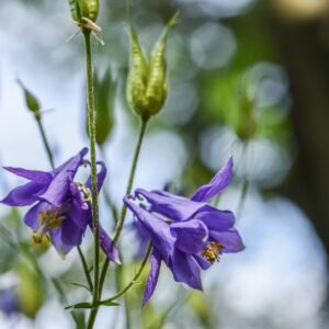 AQUILEGIA VULGARIS, L, AQUILEGIA COMUNE, RANUNCOLACEAE