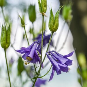 AQUILEGIA VULGARIS, L, AQUILEGIA COMUNE, RANUNCOLACEAE