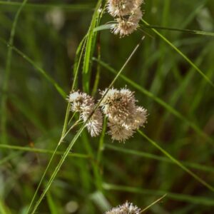 CAREX SYLVATICA HUDS, CARICE DELLE SELVE, CARICE DELLE FORESTE, CYPERACEAE