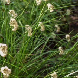 CAREX SYLVATICA HUDS, CARICE DELLE SELVE, CARICE DELLE FORESTE, CYPERACEAE