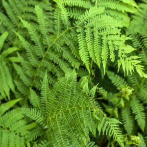 ATHYRIUM FILIX-FOEMINA RUTH, FELCE FEMMINA, DRYOPTERIDACEAE