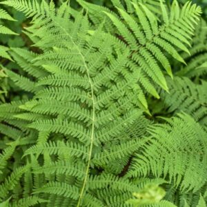 ATHYRIUM FILIX-FOEMINA RUTH, FELCE FEMMINA, DRYOPTERIDACEAE