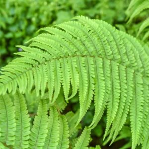 DRYOPTERIS FILIX.MAS SCHOTT, FELCE MASCHIO, DRYOPTERIDACEAE, SUBCOSMOPOLITA