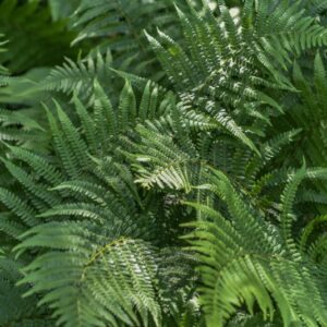 DRYOPTERIS FILIX-MAS SCHOTT, FELCE MASCHIO, DRYOPTERIDACEAE, SUBCOSMOPOLITA