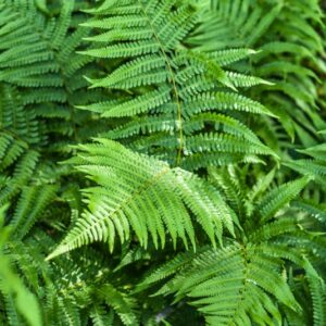 DRYOPTERIS FILIX-MAS SCHOTT, FELCE MASCHIO, DRYOPTERIDACEAE, SUBCOSMOPOLITA