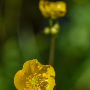 LYSIMACHIA NUMMULARIA, L, MAZZA D'ORO MINORE, PRIMULACEAE, CIRCUMBOREALE - 4553