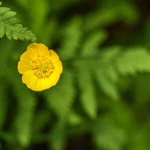 LYSIMACHIA NUMMULARIA, L, MAZZA D'ORO MINORE, PRIMULACEAE, CIRCUMBOREALE - 4552