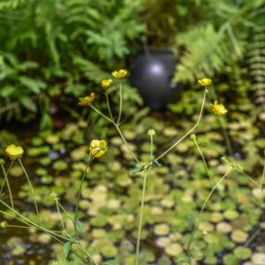 LYSIMACHIA NUMMULARIA, L, MAZZA D'ORO MINORE, PRIMULACEAE, CIRCUMBOREALE - 4554