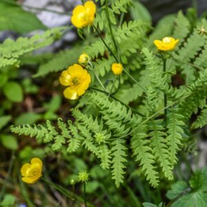LYSIMACHIA NUMMULARIA, L, MAZZA D'ORO MINORE, PRIMULACEAE, CIRCUMBOREALE - 4555