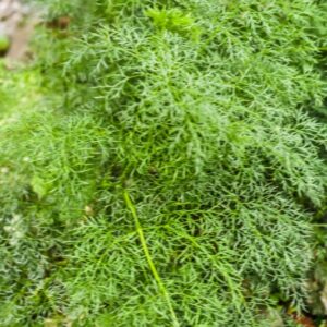 IMPERATORIA FINOCCHIO-PORCINO, APIACEAE - 4562