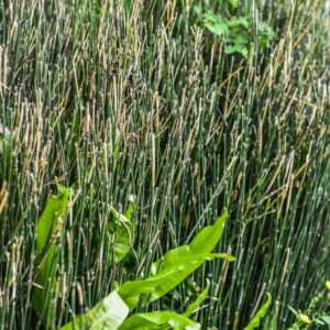 EQUISETUM HYEMALE, L, EQUISETO INVERNALE, EQUISETACEAE, EMISFERO BOREALE - 4562