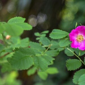 ROSA PENDULINA, L, ROSA ALPINA, ROSACEAE, MONTI DEL SUD EUROPA - 4564