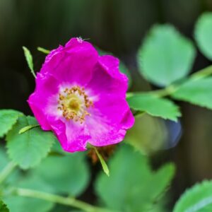 ROSA PENDULINA, L, ROSA ALPINA, ROSACEAE, MONTI DEL SUD EUROPA - 4565
