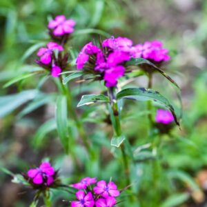 DIANTHUS BARBATUS, L, GAROFANO MONTANO, CARYOPHYLLACEAE, EUROPA CENTRALE
