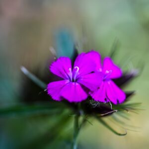 DIANTHUS BARBATUS, L, GAROFANO MONTANO, CARYOPHYLLACEAE, EUROPA CENTRALE