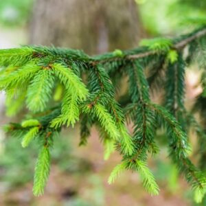 PICEA ABIES KARSTEN, ABETE ROSSO, PINACEAE, EUROPA, SIBERIA - 4571