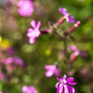 SILENE DIOICA, CARYOPHYLLACEAE - 4574