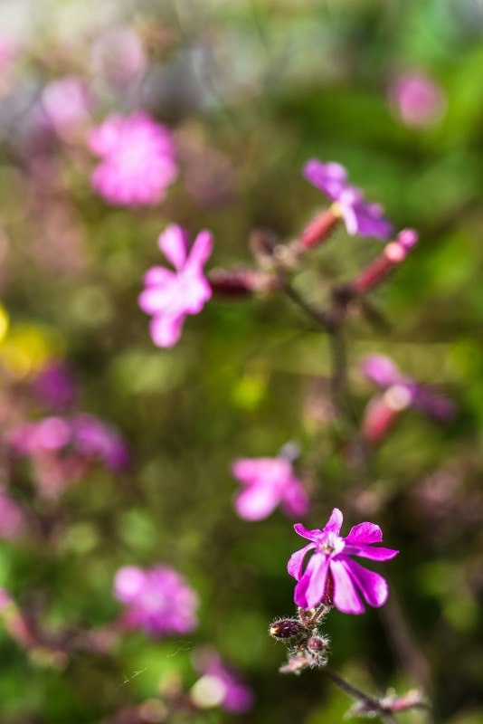 SILENE DIOICA, CARYOPHYLLACEAE