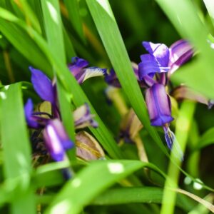 IRIS GRAMINEA, L, GIAGGIOLO SUSINARIO, IRIDACEAE - 4576