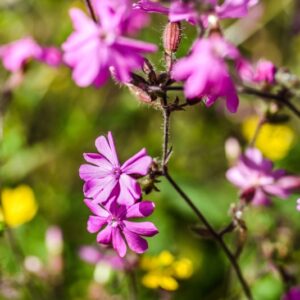 SILENE DIOICA, CARYOPHYLLACEAE - 4573