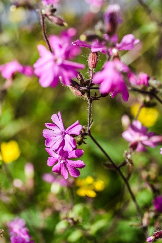 SILENE DIOICA, CARYOPHYLLACEAE