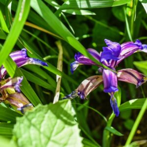 IRIS GRAMINEA, L, GIAGGIOLO SUSINARIO, IRIDACEAE - 4577