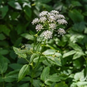AEGOPODIUM PODAGRARIA, GIRARDINA SILVESTRE, APIACEAE