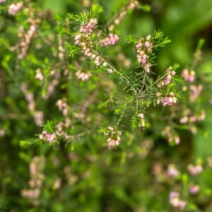 ERICA CARNEA, L, ERICA CARNICINA, ERICACEAE, PENISOLA IBERICA, ALPI, BALCANI - 4584