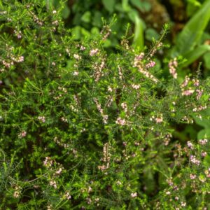 ERICA CARNEA, L, ERICA CARNICINA, ERICACEAE, PENISOLA IBERICA, ALPI, BALCANI - 4585