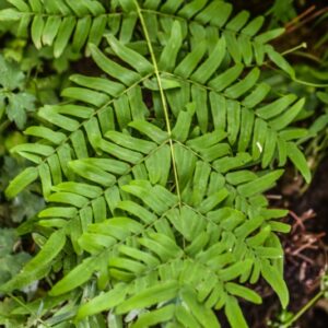 OSMUNDA REGALIS, L, OSMUNDA REGALE, OSMUNDACEAE - 4587