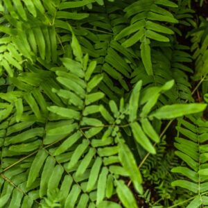 OSMUNDA REGALIS, L, OSMUNDA REGALE, OSMUNDACEAE - 4588