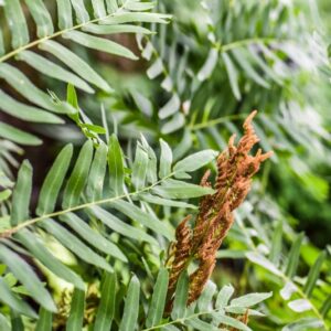 OSMUNDA REGALIS, L, OSMUNDA REGALE, OSMUNDACEAE - 4589